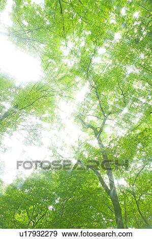 Sun Breaking Through Branches View Large Photo Image Stock Photo - Sun Breaking Through Branches. Fotosearch