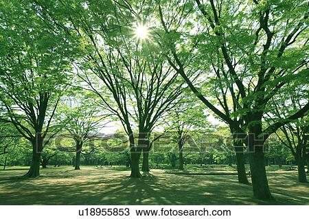 Sun Shining Through Branches View Large Photo Image Stock Image - Sun Shining Through Branches. Fotosearch