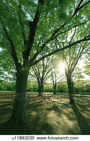 Stock Photo - Sun Shining Through Branches. Fotosearch