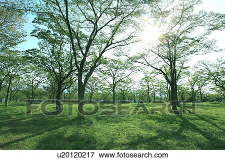 Stock Photo - Sun Shining Through Branches. Fotosearch