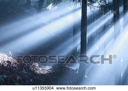 Sun Shining Through Trees View Large Photo Image Picture - Sun Shining Through Trees. Fotosearch