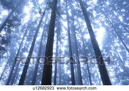 Stock Image - Sun Shining Through Trees. Fotosearch