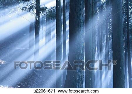 Stock Image - Sun Shining Through Trees. Fotosearch