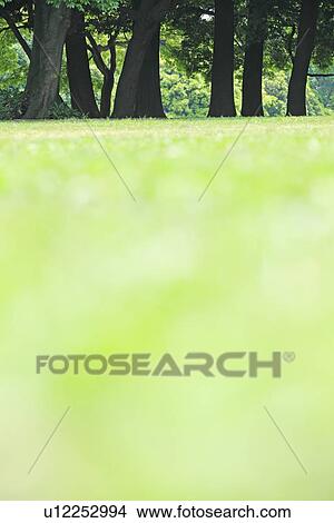 Picture - Surface Level View of Lawn. Fotosearch