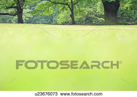 Stock Image - Surface Level View of Lawn. Fotosearch