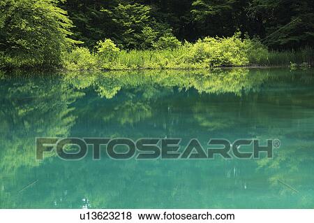 Swamp View Large Photo Image Stock Photo - Swamp. Fotosearch