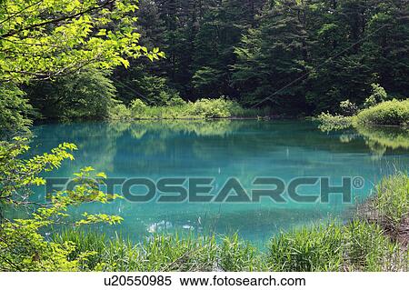 Stock Photography - Swamp. Fotosearch
