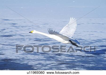 Swan flying over frozen lake, Hokkaido Prefecture, Japan View Large Photo Image Stock Image - Swan flying over frozen lake, Hokkaido Prefecture, Japan. Fotosearch