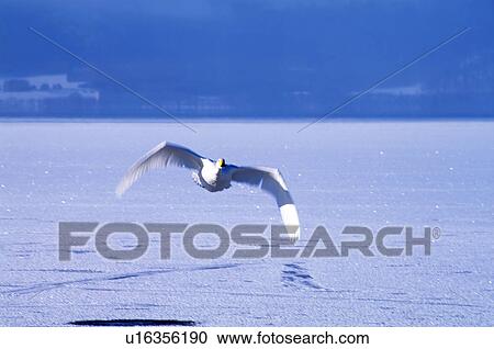 Stock Image - Swan flying over frozen lake, Hokkaido Prefecture, Japan. Fotosearch