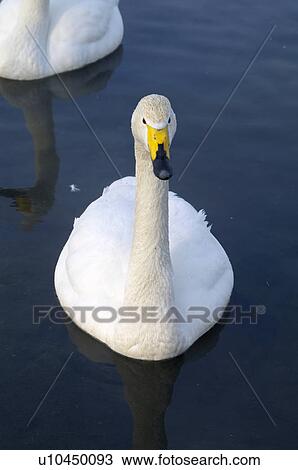 Swan View Large Photo Image Stock Image - Swan. Fotosearch