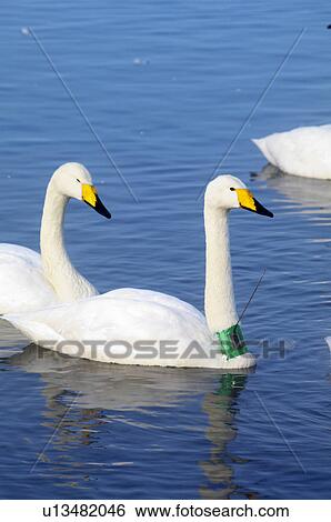 Stock Photograph - Swan with tracking device. Fotosearch