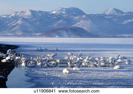 Swans at Kussharo lake, Hokkaido Prefecture, Japan View Large Photo Image Stock Image - Swans at Kussharo lake, Hokkaido Prefecture, Japan. Fotosearch