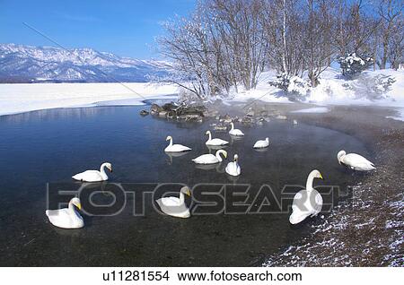 Swans at Lake Kussharo View Large Photo Image Picture - Swans at Lake Kussharo. Fotosearch