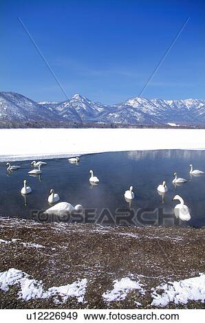 Swans at Lake Kussharo View Large Photo Image Stock Photo - Swans at Lake Kussharo. Fotosearch
