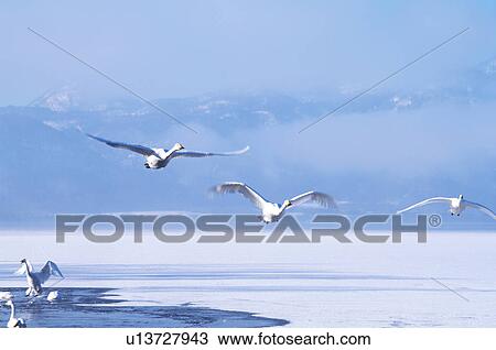 Stock Image - Swans flying and resting over lake, Hokkaido Prefecture, Japan. Fotosearch