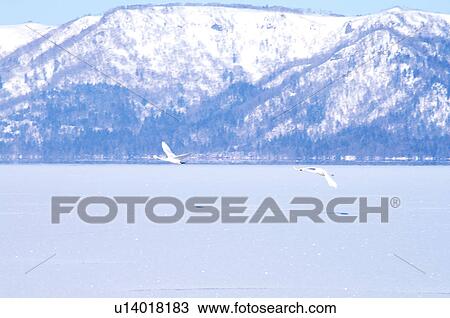 Stock Image - Swans flying over frozen lake, Hokkaido Prefecture, Japan. Fotosearch