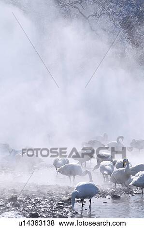 Stock Photo - Swans in Morning Mist. Fotosearch