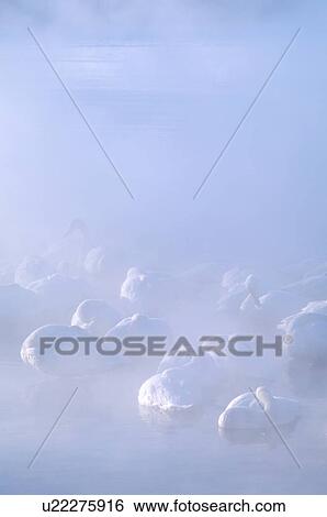 Stock Photograph - Swans in river, Hokkaido Prefecture, Japan. Fotosearch