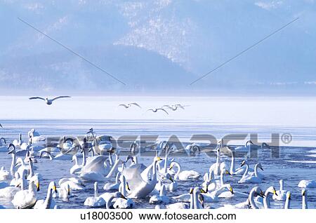 Swans resting in sand, Hokkaido Prefecture, Japan View Large Photo Image Stock Image - Swans resting in sand, Hokkaido Prefecture, Japan. Fotosearch