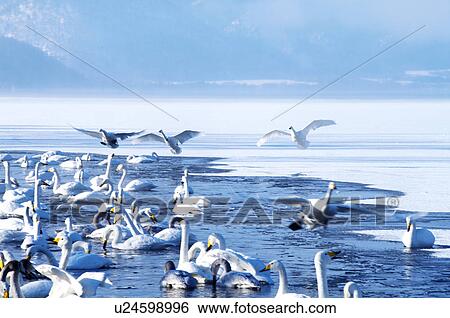 Stock Photograph - Swans resting in sand, Hokkaido Prefecture, Japan. Fotosearch