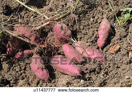 Stock Photo - Sweet potatoes, Hyogo Prefecture, Japan. Fotosearch