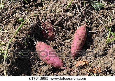 Sweet potatoes, Hyogo Prefecture, Japan View Large Photo Image Stock Photography - Sweet potatoes, Hyogo Prefecture, Japan. Fotosearch