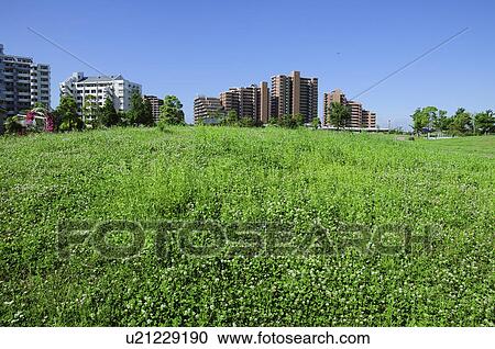 Stock Image - Takasu Chuo Park, Urayasu City, Chiba Prefecture, Honshu, Japan. Fotosearch