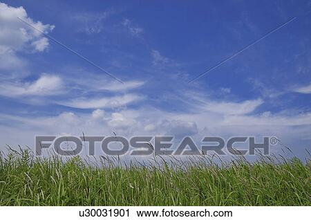 Stock Image - Tall grass and sky, Chiba Prefecture, Honshu, Japan. Fotosearch