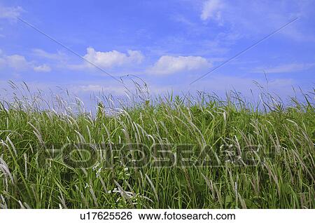 Stock Photograph - Tall grass and sky, Chiba Prefecture, Honshu, Japan. Fotosearch
