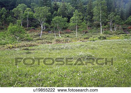 Stock Image - Tanohara Marsh. Fotosearch