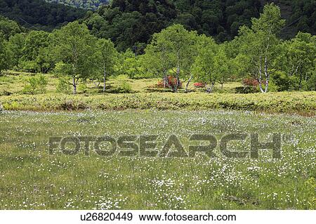 Tanohara Marsh View Large Photo Image Stock Photo - Tanohara Marsh. Fotosearch