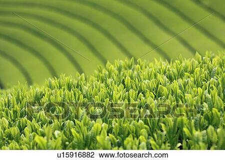 Stock Image - Tea Crop. Fotosearch