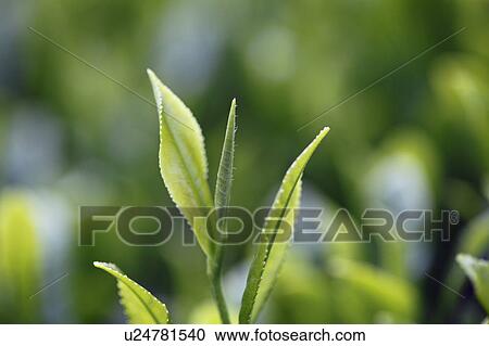 Tea Plant View Large Photo Image Stock Image - Tea Plant. Fotosearch