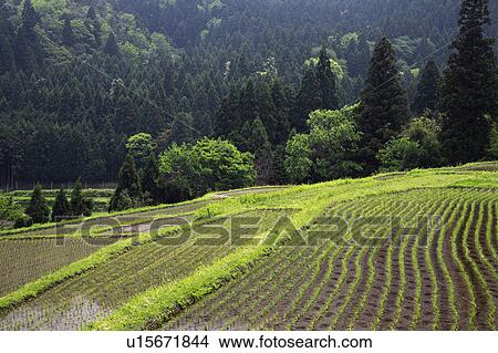 Picture - Terraced Fields. Fotosearch
