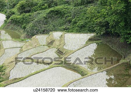 Stock Image - Terraced Rice Field. Fotosearch
