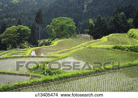 Terraced Rice Fields View Large Photo Image Picture - Terraced Rice Fields. Fotosearch