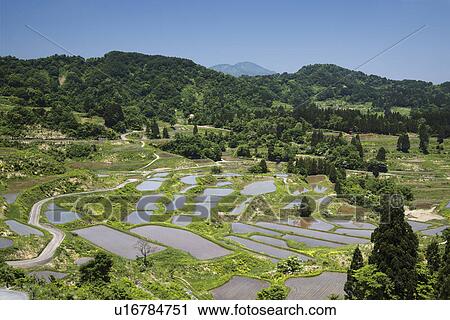 Terraced Rice Fields View Large Photo Image Stock Image - Terraced Rice Fields. Fotosearch