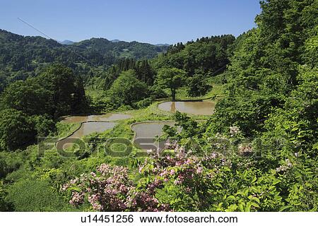 Stock Photograph - Terraced Rice Fields. Fotosearch