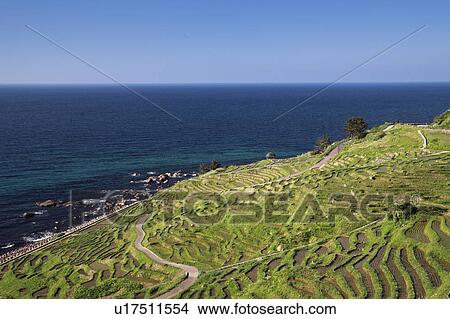 Terraced Rice Paddies View Large Photo Image Picture - Terraced Rice Paddies. Fotosearch