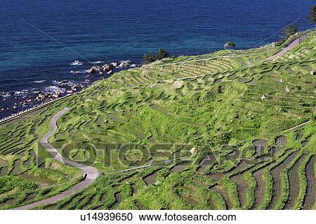 Terraced Rice Paddies View Large Photo Image Stock Image - Terraced Rice Paddies. Fotosearch