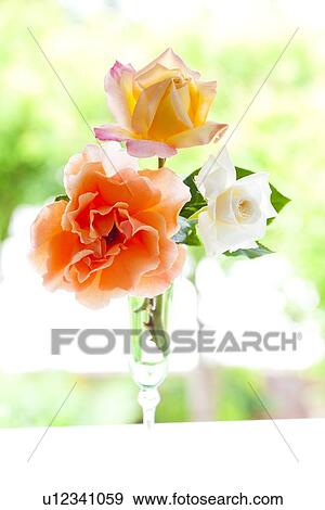Three Roses View Large Photo Image Stock Photo - Three Roses. Fotosearch
