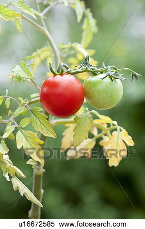 Stock Photography - Tomato Plant. Fotosearch