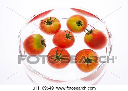 Tomatoes in Bowl of Water View Large Photo Image Stock Photo - Tomatoes in Bowl of Water. Fotosearch