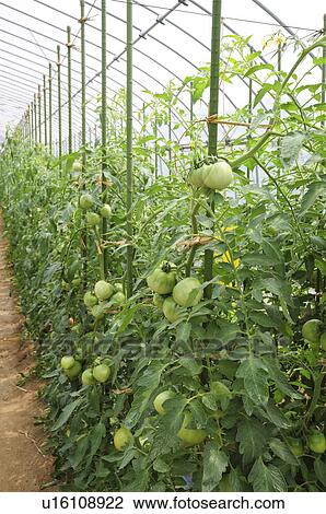 Tomatoes in greenhouse, Chiba Prefecture, Japan View Large Photo Image Stock Image - Tomatoes in greenhouse, Chiba Prefecture, Japan. Fotosearch