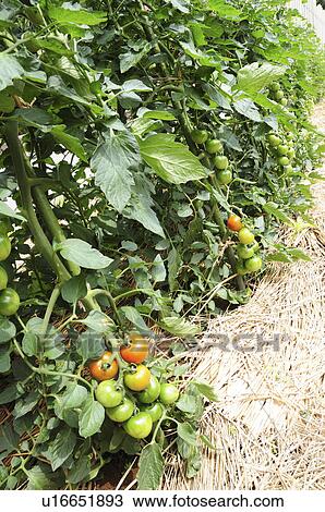 Stock Image - Tomatoes in greenhouse, Chiba Prefecture, Japan. Fotosearch