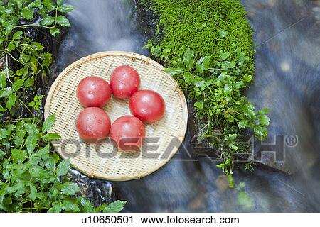 Tomatoes View Large Photo Image Stock Image - Tomatoes. Fotosearch