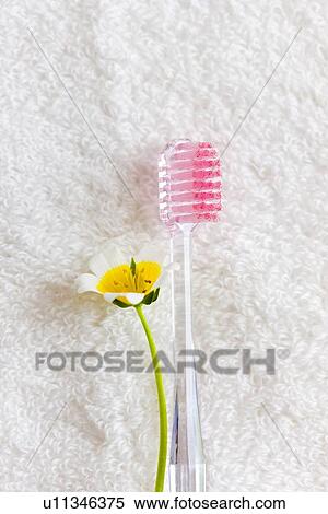 Toothbrush and Flower View Large Photo Image Stock Photography - Toothbrush and Flower. Fotosearch