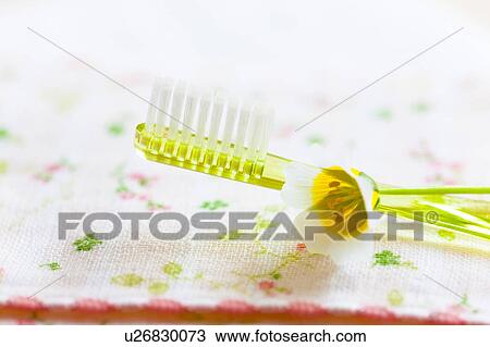 Stock Image - Toothbrush and Limnanthaceae Flower. Fotosearch