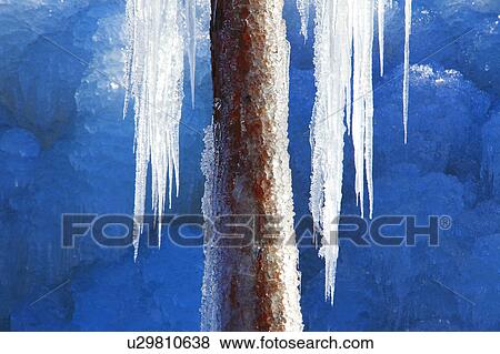Tree trunk and icicles View Large Photo Image Stock Photo - Tree trunk and icicles. Fotosearch