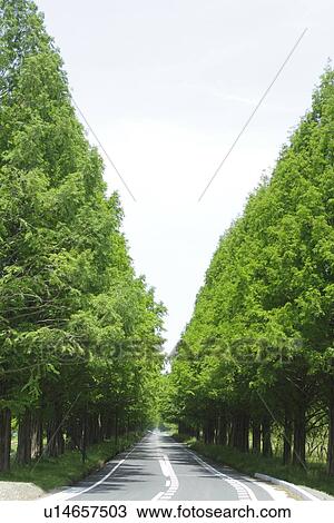 Stock Image - Treelined Path. Fotosearch